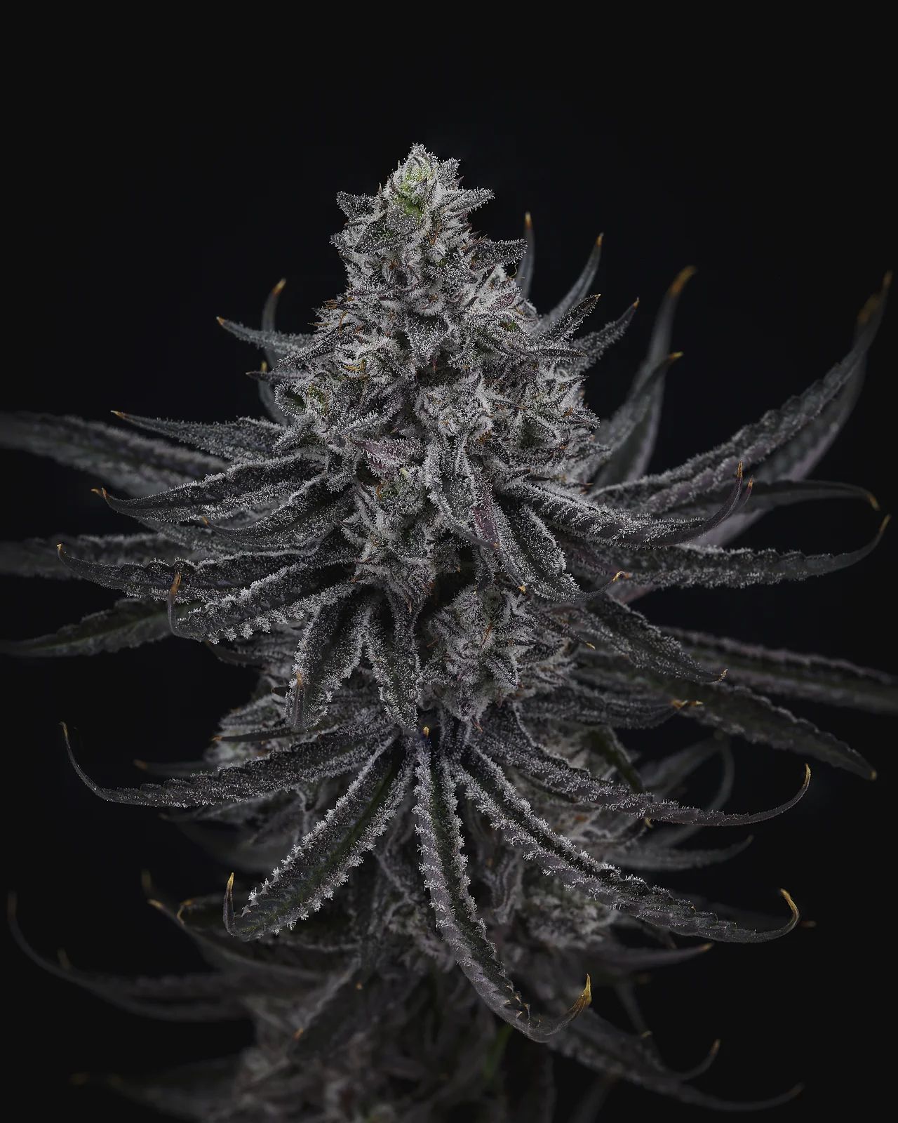 Watermelon Hurricane